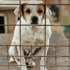 ARRIE - reserviert Tierhilfe Lebenswert DR 26.11. - vermittelt