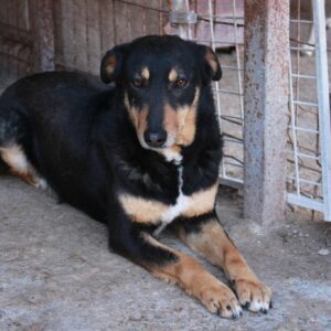 CALCOSA - RBB 21.07.2022