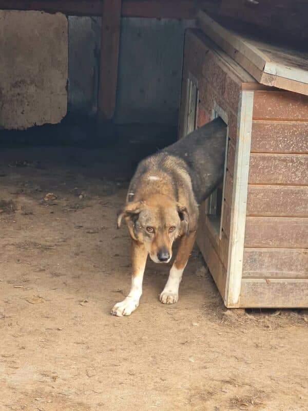 AVIK (♂) - seit 2017 im Shelter - reserviert Anna - vermittelt 19.10.24 – Bild 6