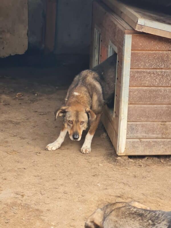 AVIK (♂) - seit 2017 im Shelter - reserviert Anna - vermittelt 19.10.24 – Bild 8