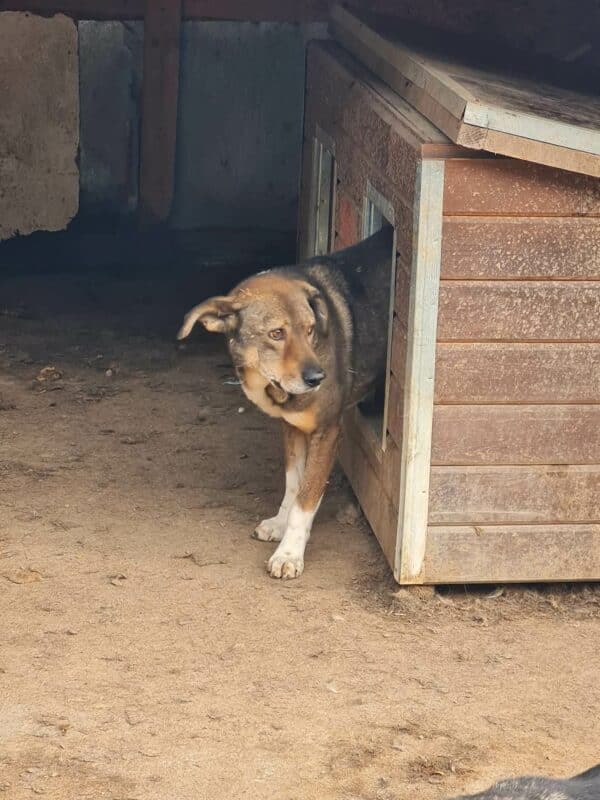 AVIK (♂) - seit 2017 im Shelter - reserviert Anna - vermittelt 19.10.24 – Bild 7