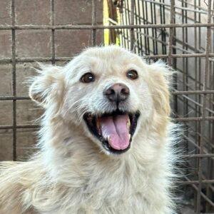 PUCHI (♀) - reserviert Tierhilfe Lebenswert DR - vermittelt