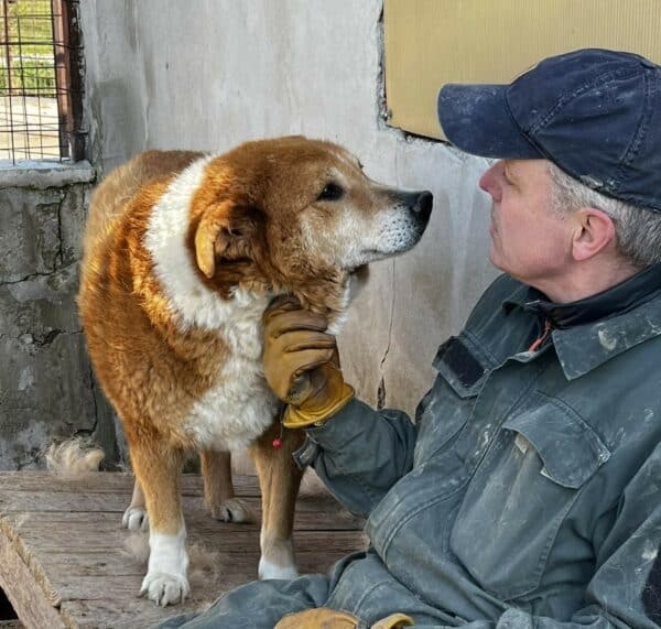 FRIDOLIN - auf PDR PS als Gnadenplatzhund gereist – Bild 14