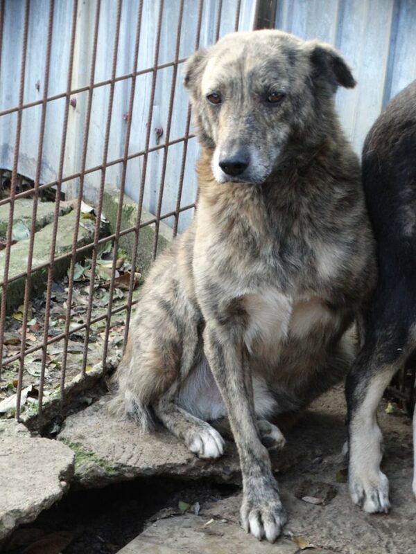 TIMMY - reserviert TH Babenhausen vermittelt – Bild 4