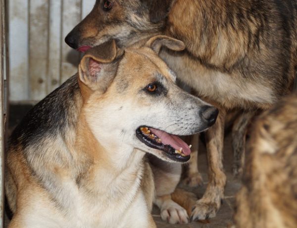 KAJAL (BUCK) - lebte seit 2016 im Shelter - auf PDR PS im PLZ Bezirk 96 - vermittelt – Bild 14