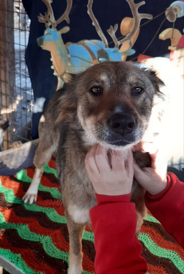 FUNDA - reserviert Hundescheune Fläming - vermittelt – Bild 4
