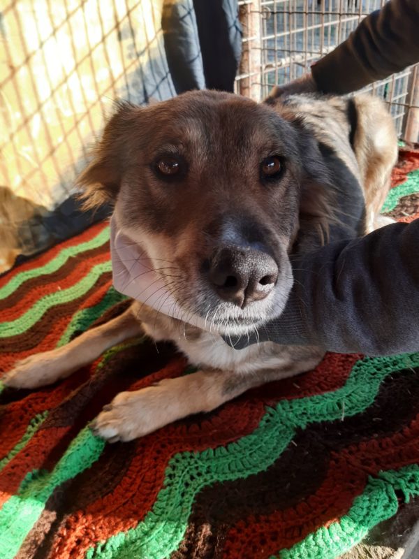 FUNDA - reserviert Hundescheune Fläming - vermittelt – Bild 5