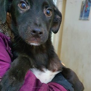 KARLCHEN - reserviert TINO - vermittelt