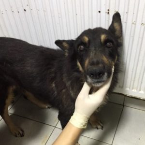 HILDEGARD - reserviert Lorraine - vermittelt