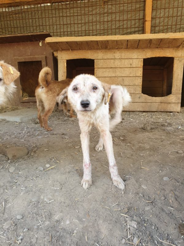 ARIELLE - reserviert Tierhilfe Lebenswert DR - vermittelt – Bild 3