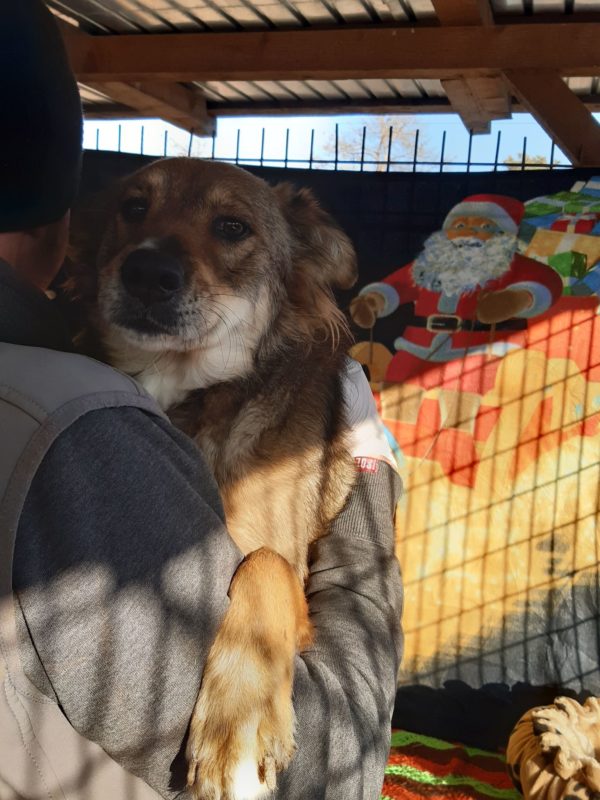 FUNDA - reserviert Hundescheune Fläming - vermittelt – Bild 6