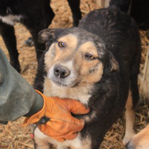 MARLI - reserviert Tierhilfe Lebenswert DR - vermittelt
