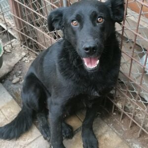 PINTO - reserviert Lorraine - vermittelt