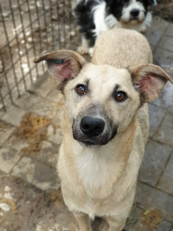 ELUVA - reserviert Tierhilfe Lebenswert DR - vermittelt – Bild 2