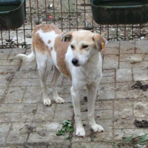 ARIELLE - reserviert Tierhilfe Lebenswert DR - vermittelt