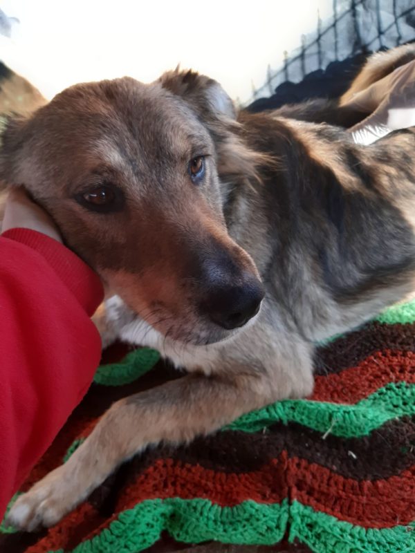 FUNDA - reserviert Hundescheune Fläming - vermittelt – Bild 7