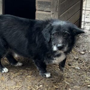 MARAKI (♂) - ausgereist zu Wir für Hunde in Not e.V.