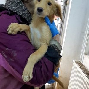 ROVER - reserviert THL DogR (NadineZ 12/20) - vermittelt