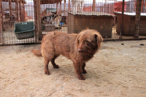 ELSIE - reserviert Tierhilfe Lebenswert DR - vermittelt – Bild 4