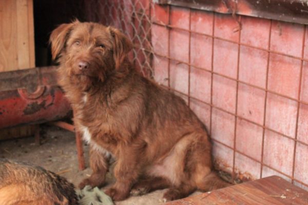 ELSIE - reserviert Tierhilfe Lebenswert DR - vermittelt – Bild 2