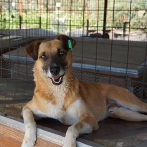 ADONIS - reserviert TH Iserlohn - vermittelt