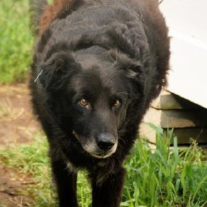 ADORNO - RBB 02.08.2021