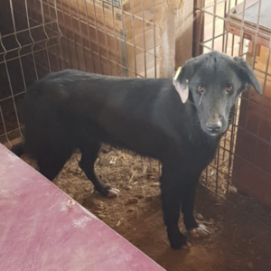 AIWA - vermisst 11/2021