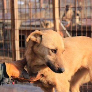 AKISHA - reist auf PS in PLZ 5 - SE - vermittelt