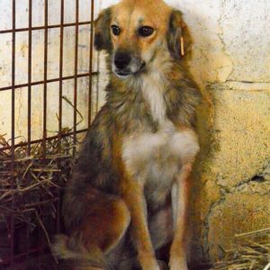 ALIAH - vermisst 11/2021