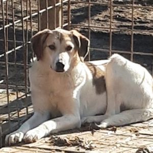 ALLEYDA - vermisst 11/2021