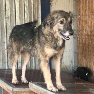 AMALIE - reserviert für ES (NH) - vermittelt