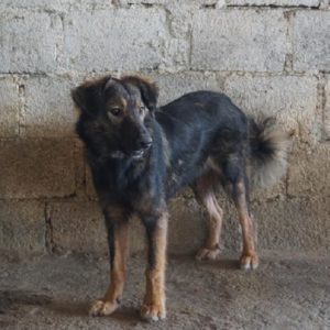 ANDY - vermisst 05/2022