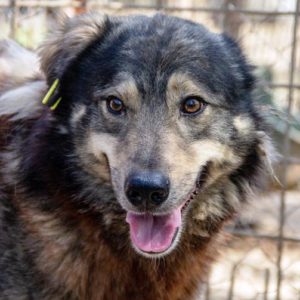 ANIANI - vermisst 08/21