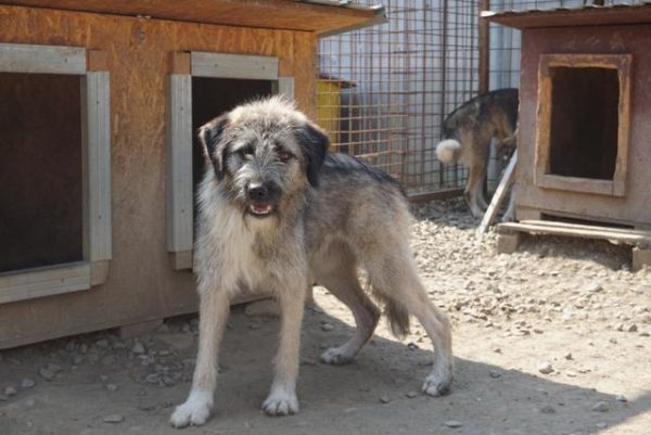 ANJALI - vermittelt zur Tierhilfe Lebenswert – Bild 9