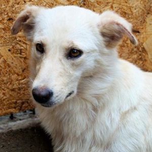 ANOUSH - auf eine PDR PS gereist (GC) - vermittelt