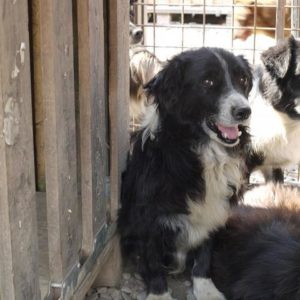 ARETHA - vermisst 11/2021