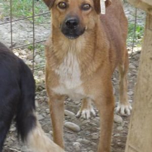 ARISTOTELES - vermisst 08/2021