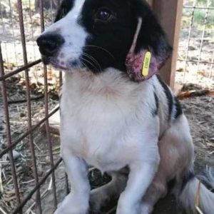 ATREJU - RBB 01/2021