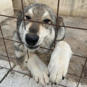 AMADU - reserviert Manuela - vermittelt