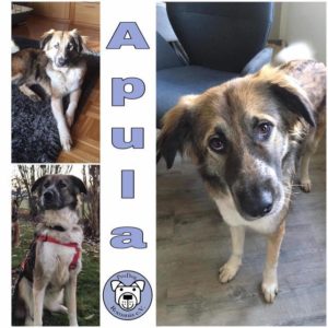 Apula in 93102 Pfatter *vermittelt*