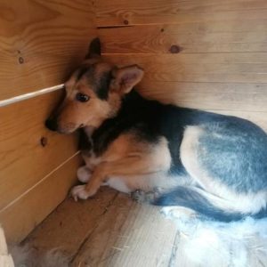 BACCIA - reserviert NadineH - vermittelt