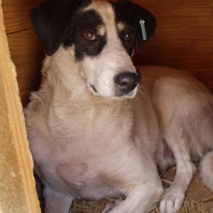 BAGHIRA - reserviert NadineH - vermittelt