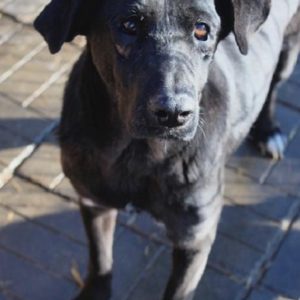 BAJANA - auf Pflegestelle in PLZ 9 - vermittelt