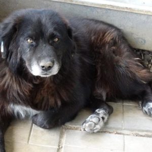 BAKUDA - reserviert TSH KA - GC - vermittelt