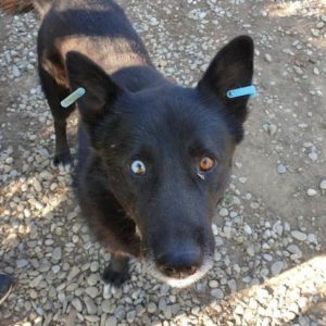 BALU - auf Pflegestelle in PLZ 2 - vermittelt