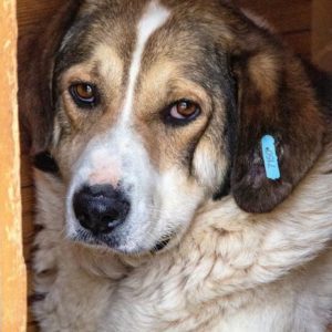 BANI - vermisst 11/2021