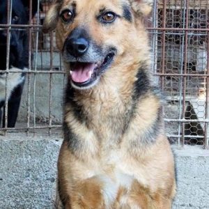 BARAK (HUMMELS) - reserviert TINO - vermittelt