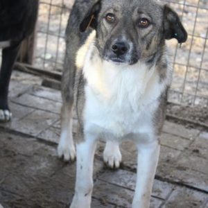 BARAT - vermisst 08/21