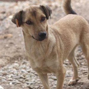 BARCELONA - vermisst 11/2021