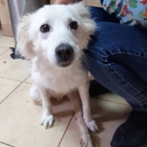 BASIMA - Hinterhand gelähmt - reserviert NadineH - vermittelt